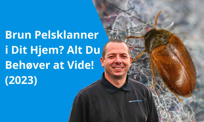 Brun Pelsklanner i Dit Hjem Alt Du Behøver at Vide