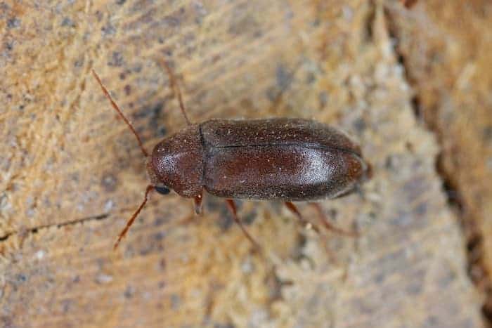 blød borebille Ernobius mollis set oppe fra