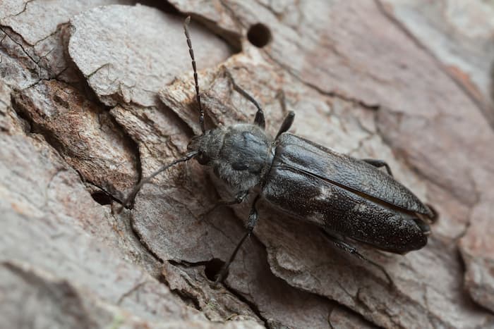 Husbus (Hylotrupes bajulus) siddende på træ
